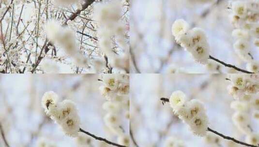 唯美春天开花桃花白色梅花白梅蜜蜂高清在线视频素材下载