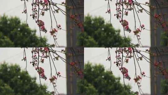 春分时节的樱花盛开高清在线视频素材下载
