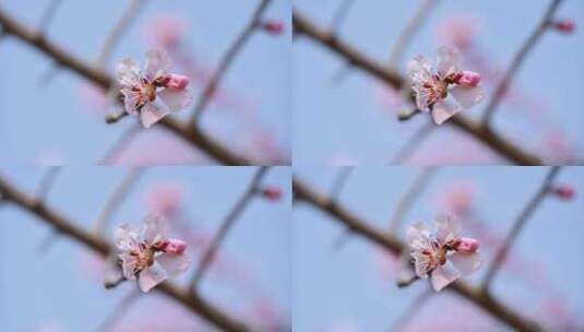 春天盛开的粉色桃花山桃花朵全景满画幅高清在线视频素材下载