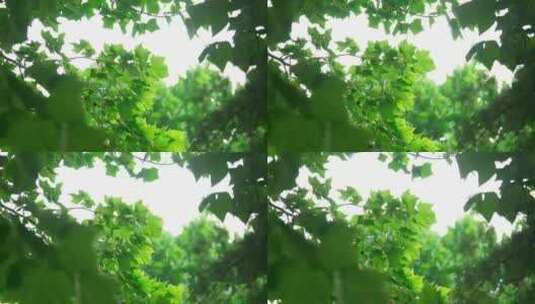 充满绿意的梧桐树叶高清在线视频素材下载