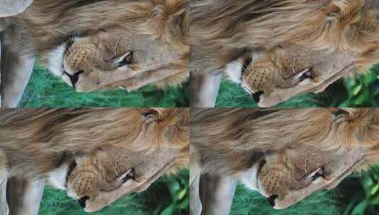 一头浓密鬃毛的雄狮的垂直头像。特写镜头高清在线视频素材下载