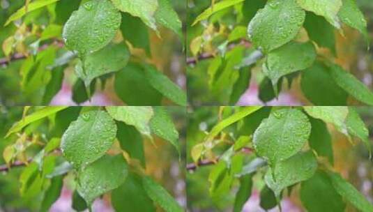 雨后绿意盎然的青梅树叶特写高清在线视频素材下载