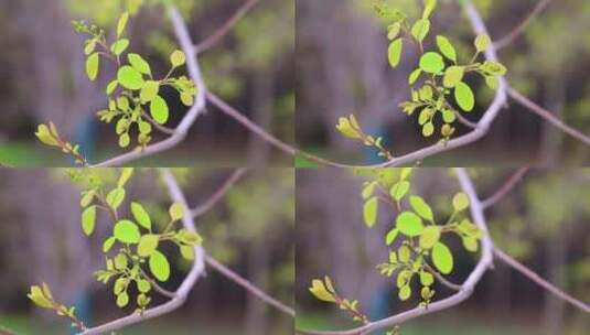 自然风景春季黄栌嫩叶高清在线视频素材下载