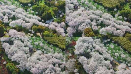 无锡金匮公园樱花航拍对角线视角高清在线视频素材下载