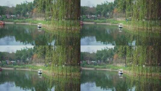 公园湖泊杨柳风景高清在线视频素材下载