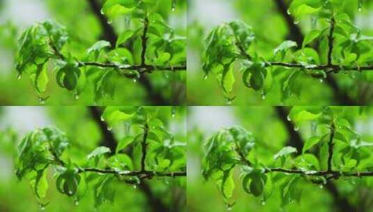 春天下雨天树叶雨滴水滴水珠的治愈氛围高清在线视频素材下载