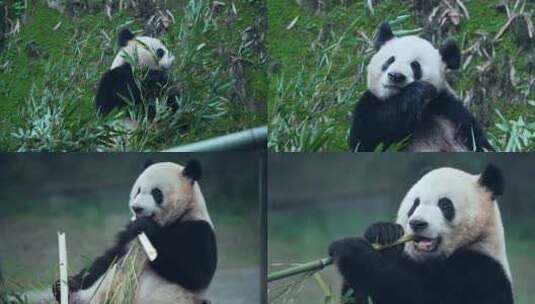 动物园大熊猫吃竹子视频合集高清在线视频素材下载