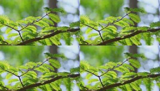 春天阳光下的绿色水杉枝叶逆光仰拍特写高清在线视频素材下载
