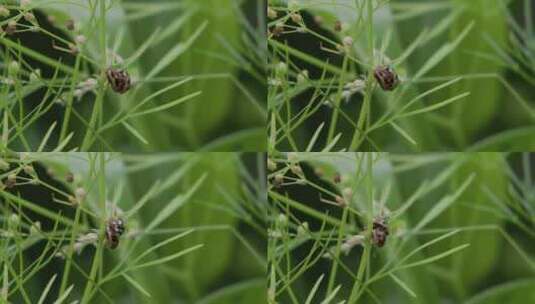 草丛里，瓢虫交配行为高清在线视频素材下载