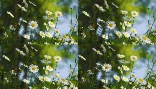 阳光下雏菊唯美治愈的氛围风景高清在线视频素材下载