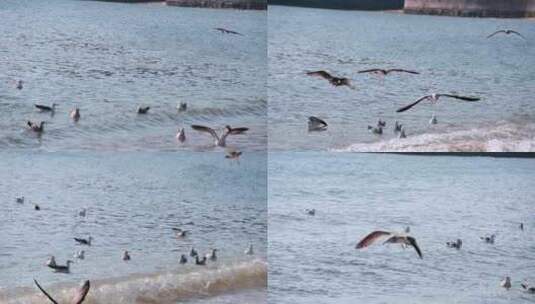 海面海浪上飞翔的海鸥高清在线视频素材下载