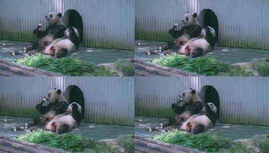 大熊猫吃竹笋高清在线视频素材下载