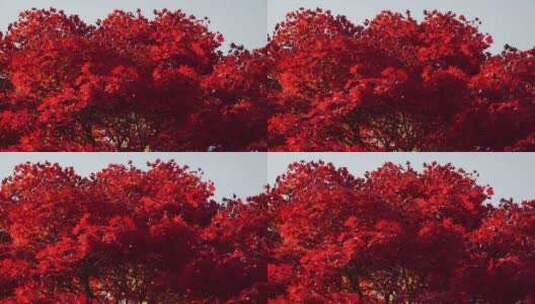 红色的枫叶林高清在线视频素材下载