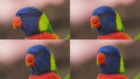 彩虹lorikeet，（Trichogl高清在线视频素材下载