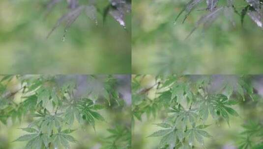 雨天的植物叶子4K高清在线视频素材下载