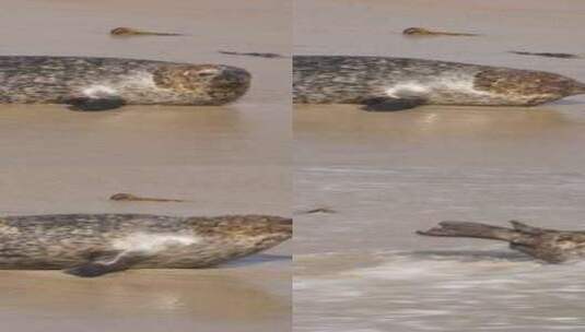 海豹，波浪，海，海豹高清在线视频素材下载