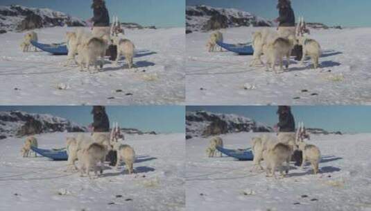 雪橇狗，哈士奇，狗，钢丝绳高清在线视频素材下载