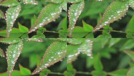 绿叶上的雨滴特写高清在线视频素材下载