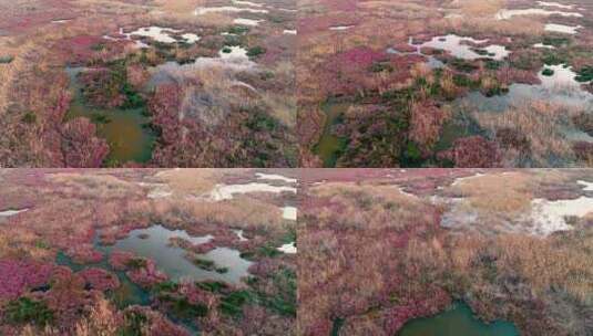 生长在湖泊中的草形成于湿地空中高清在线视频素材下载