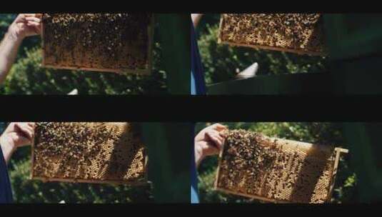 蜂巢，蜜蜂，昆虫，飞行高清在线视频素材下载