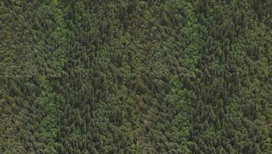 森林 青山绿水 天然氧吧高清在线视频素材下载