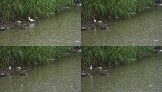 下雨天白鹭在湖边捕鱼高清在线视频素材下载