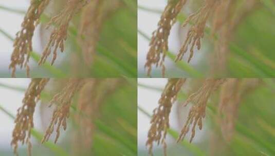 丰收秋天稻田水稻稻穗特写高清在线视频素材下载