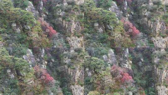 航拍秦岭秋天景色 秦岭 秋季高清在线视频素材下载