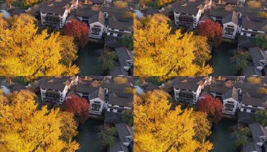 浙江嘉兴梅花洲石佛寺千年银杏航拍高清在线视频素材下载