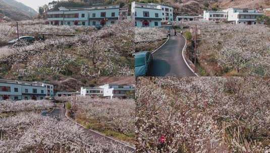 信宜市钱排李花航拍高清在线视频素材下载