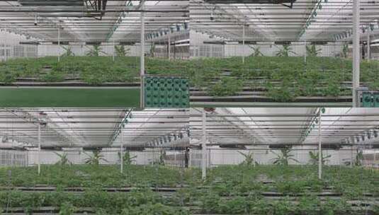 温室大棚内的蔬菜种植场景高清在线视频素材下载