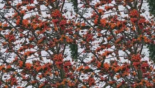 盛开的木棉花特写高清在线视频素材下载