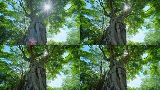 阳光下的繁茂大树仰拍景象高清在线视频素材下载