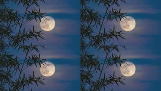 中秋竹影婆娑下的皎洁月光静谧夜空竹林赏月高清在线视频素材下载