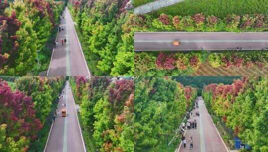 4k航拍秋天的枫树大道  秋天红叶大道高清在线视频素材下载