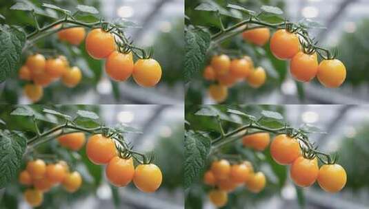 科技赋能：现代化农业大棚内金色番茄生长高清在线视频素材下载