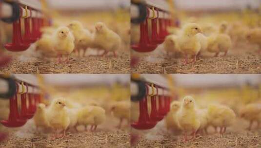 家禽农业养殖小鸡肉鸡4k高清在线视频素材下载