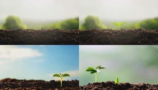 破土而出的小苗生长高清在线视频素材下载