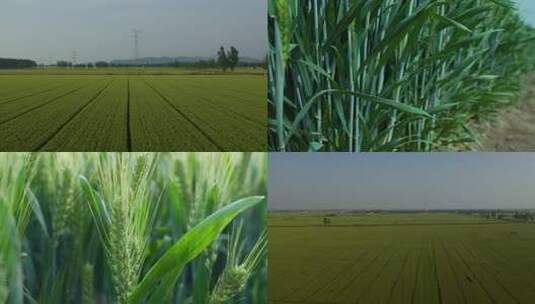 航拍广阔的小麦地 新农村 乡村振兴高清在线视频素材下载