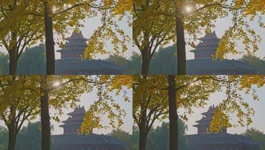 北京故宫银杏高清在线视频素材下载