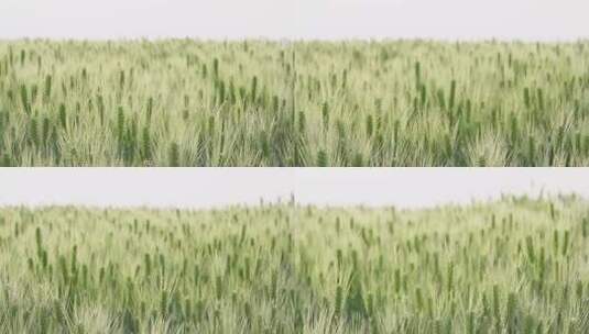 4K繁茂生长的小麦绿色麦田高清在线视频素材下载
