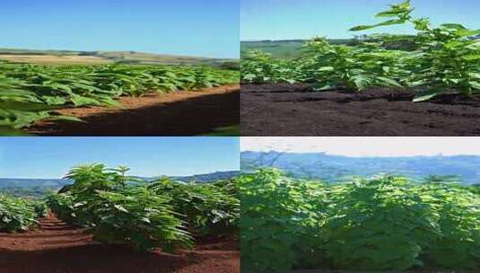 种植园绿色植物与红土地景观高清在线视频素材下载