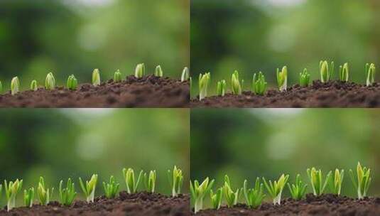 破土而出的小苗生长高清在线视频素材下载