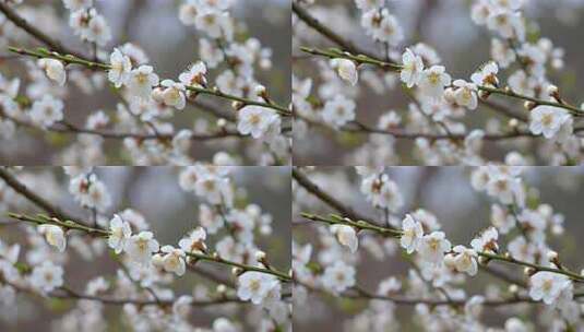 特写白梅花枝高清在线视频素材下载
