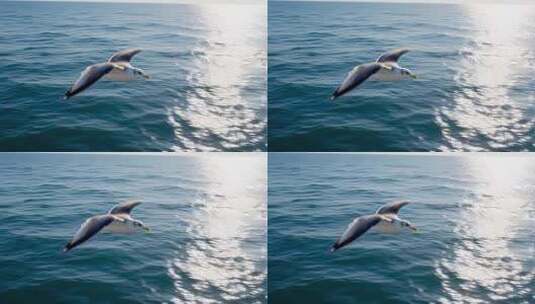 海面上飞翔的海鸥高清在线视频素材下载