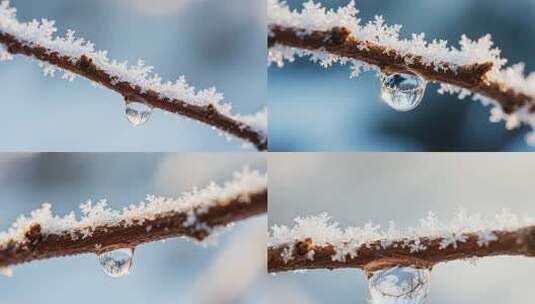 覆雪树枝上的晶莹水滴高清在线视频素材下载