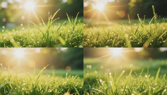 阳光下带露珠的嫩绿草地高清在线视频素材下载