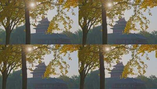 北京故宫银杏高清在线视频素材下载