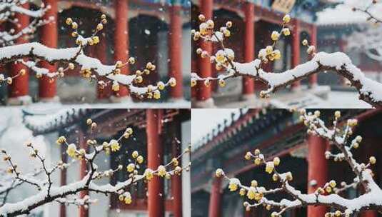 雪中古建筑前的腊梅枝高清在线视频素材下载
