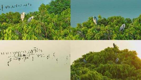 大美广东晨曦湿地白鹭灰鹭水鸟阳光水面高清在线视频素材下载